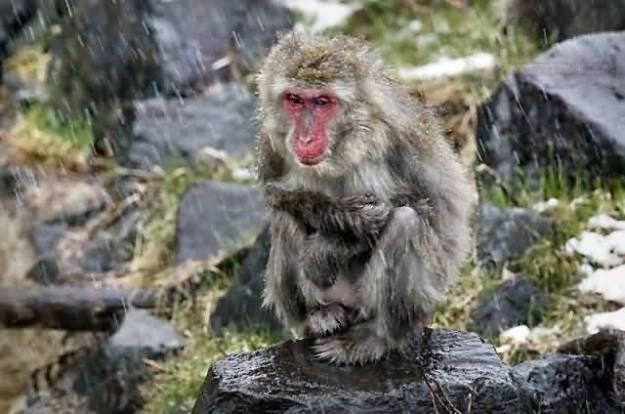 funny-monkey-sitting-in-rain